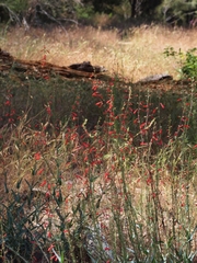 Penstemon centranthifolius