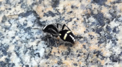 Traumatomutilla indica