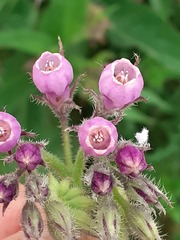 Symphytum officinale