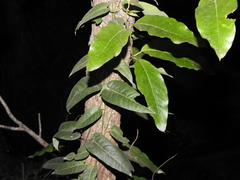 Parsonsia brisbanensis