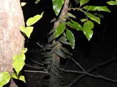 Parsonsia brisbanensis