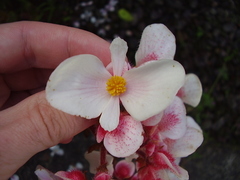 Begonia scharffii
