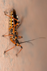 Rhynocoris punctiventris