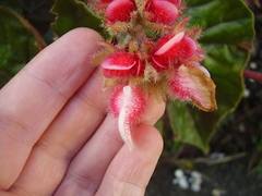 Begonia scharffii
