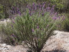 Trichostema lanatum