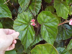 Begonia scharffii