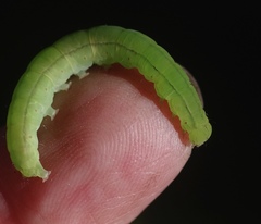 Scoliopteryx libatrix