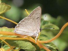 Tharsalea xanthoides