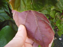 Begonia scharffii