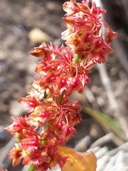 Rumiceae