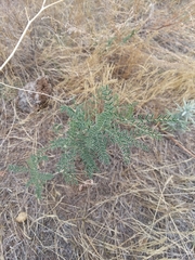 Sophora nuttalliana