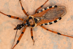 Rhynocoris punctiventris