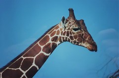 Reticulated Giraffe photo 4