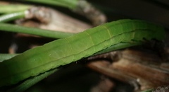 Scoliopteryx libatrix