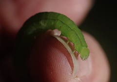 Scoliopteryx libatrix