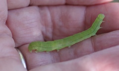 Scoliopteryx libatrix