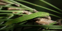 Scoliopteryx libatrix
