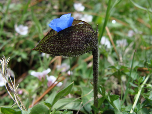 Image of Commelina elliptica by (c) Alexis López Hernández, some rights reserved (CC BY)