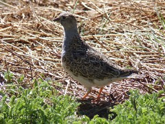 Thinocorus orbignyianus