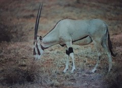 Oryx beisa beisa