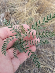 Sophora nuttalliana