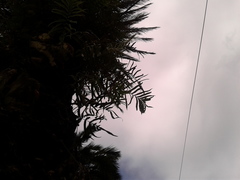 Serpocaulon sessilifolium