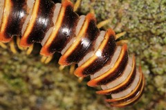 Arthrophaga myriapodina