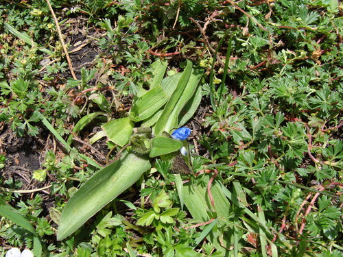 Image of Commelina elliptica by (c) Alexis López Hernández, some rights reserved (CC BY)