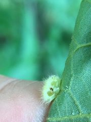 Caryomyia holotricha