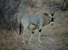 Oryx beisa beisa
