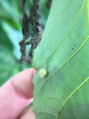 Caryomyia holotricha