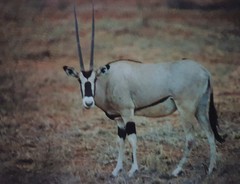 Oryx beisa beisa