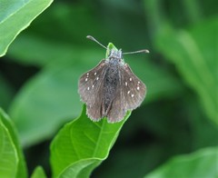 Piruna cyclosticta