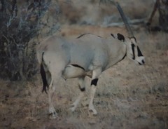 Oryx beisa beisa