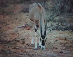 Oryx beisa beisa