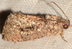Gymnandrosoma punctidiscanum