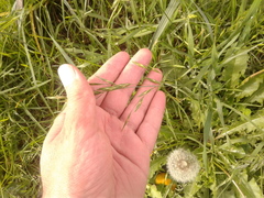 Bromus pitensis