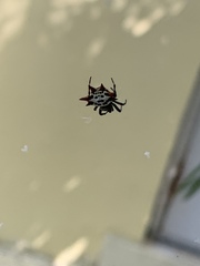 Gasteracantha cancriformis