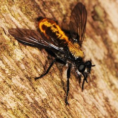 Laphria sericea
