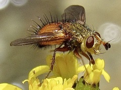 Adejeania vexatrix