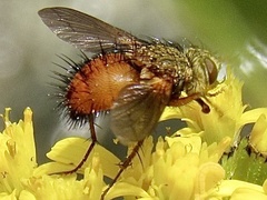 Adejeania vexatrix
