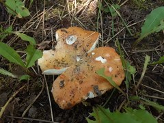 Russula lutea