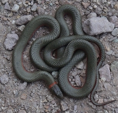 Diadophis punctatus vandenburgii