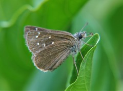 Piruna cyclosticta