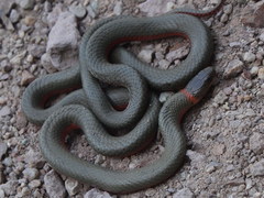 Diadophis punctatus vandenburgii