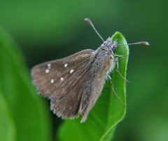 Piruna cyclosticta