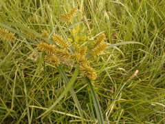 Cyperus hermaphroditus