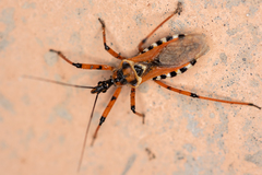 Rhynocoris punctiventris