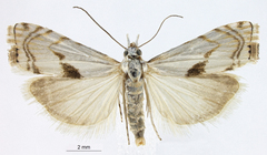 Microcrambus pusionellus