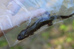 Desmognathus brimleyorum